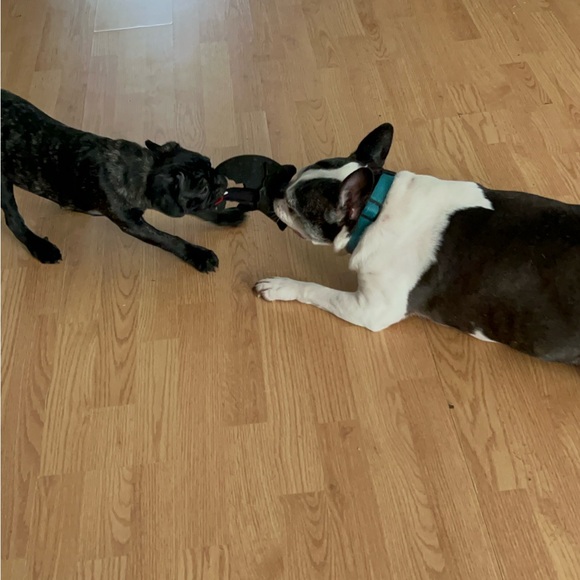 Meet your Posher, Paisyn - Picture 7 of 13